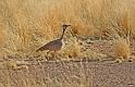 070 Namib Desert, namibrand nature reserve, ruppells trap